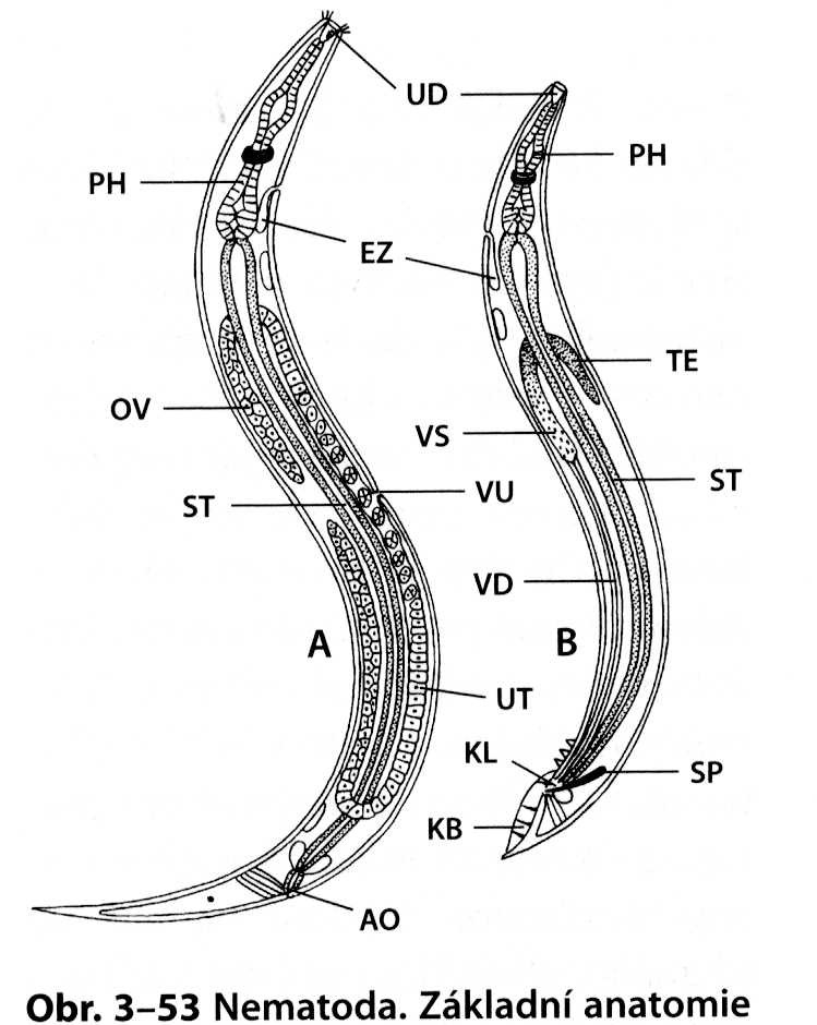 Nematoda