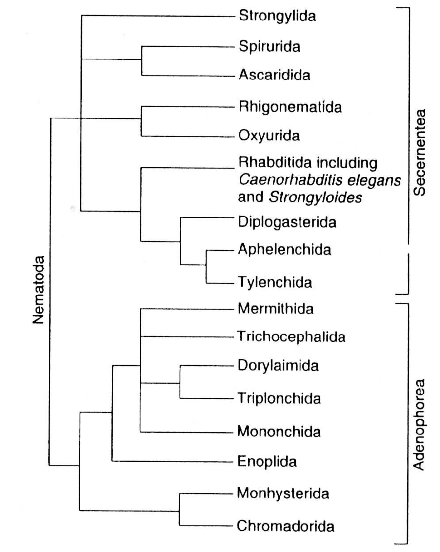 Nematoda -