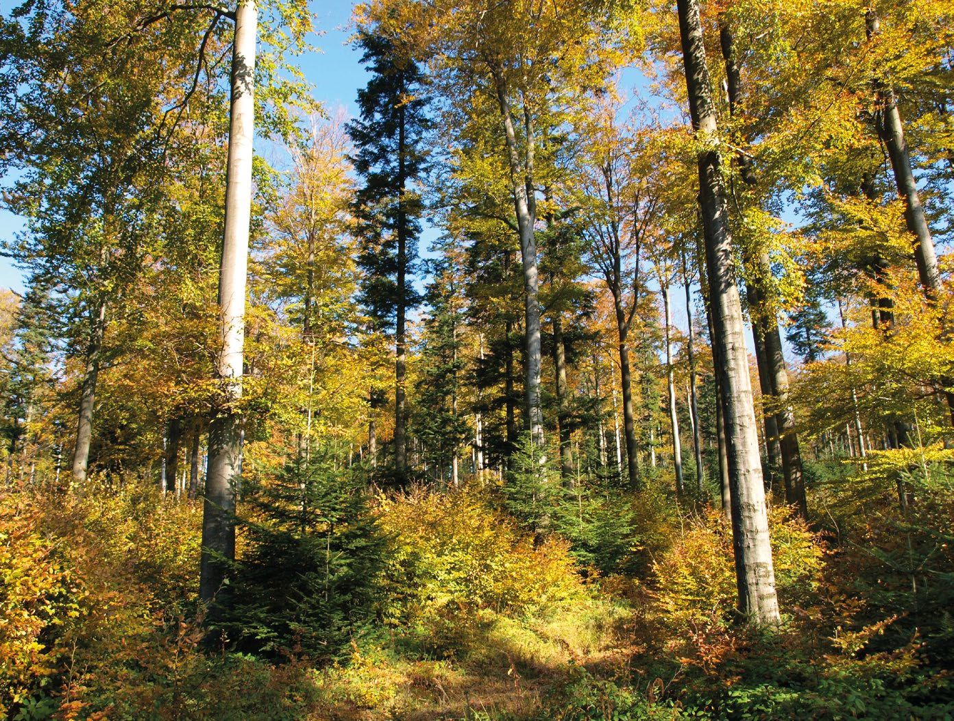 Forest Stewardship Council FSC Česká republika Komentovaný Český standard FSC