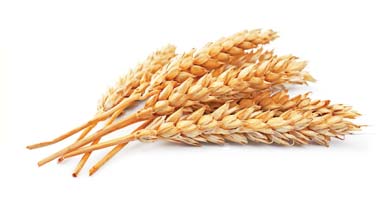Lepek může vám škodit? Co je lepek? Lepek je směs dvou bílkovin, které se nacházejí společně se škrobem v některých obilovinách, především v pšenici, žitě a ječmeni. Největší podíl lepku je v pšenici.