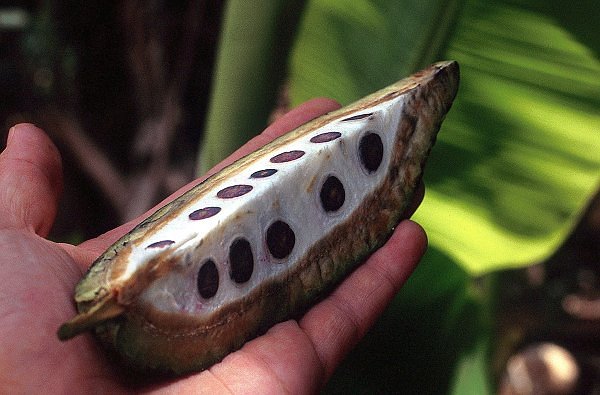 Kakao zpracování fermentace a sušení zrn 90 % produkce se využívá na výrobu čokolády hlavní producenti: Brazílie