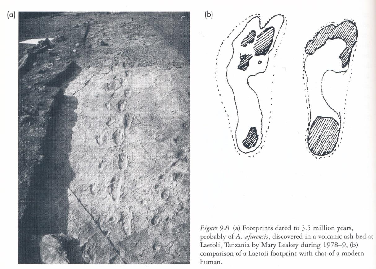 - Australopithecus afarensis Keňa - (5-3.6 Ma), Etiopie (2.