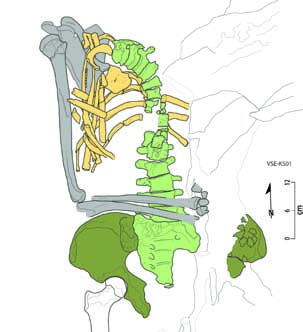 Obr. 6. Kresebná rekonstrukce nálezu VSE-K501: druhá úroveň exkavace. Barevné odlišení kosterních oblastí viz Obr. 4. Vysvětlení nálezové situace viz text, srovnej Obr. 1 3.