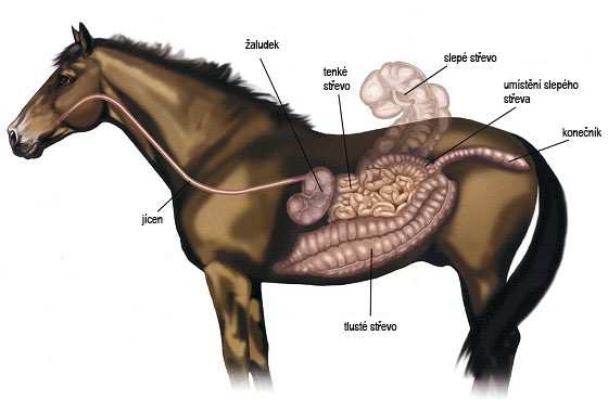 Obrázek 1: Trávicí soustava koně (www.mendelu.cz) 3.2 Trávení a vstřebávání jednotlivých složek krmiva 3.2.1 Tuky Tuky se rozkládají v počátečním úseku tenkého střeva.