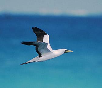 p. žlutorohá (P. auritus) p. rudokrká (P. grisegena) p. malá (Tachybaptus ruficollis) p. černokrká (P.