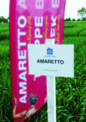 Pšenice jarní Amaretto (A) Kvalitní pekařská jakost (A) Polopozdní odrůda s vysokým výnosem v ošetřené i neošetřené variantě pěstování.