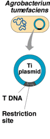 Agrobacterium tumefaciens Rostlinná buňka Pomocný plazmid