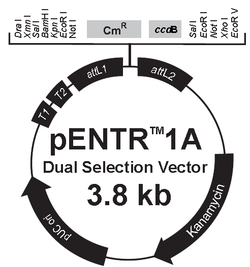 Transformace pomocí A.