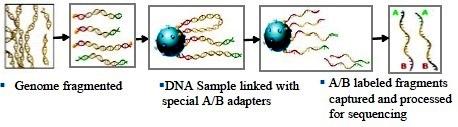 Sangerova metoda vyžaduje in vivo amplifikaci DNA fragmentů a klonování do bakteriálních hostitelů. Klonování je ovšem zdlouhavé a pracné (Hall, 2007).