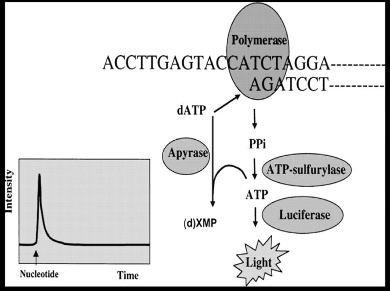 nukleotidů. Jedním z významných omezení pyrosekvenování je jeho relativní neschopnost sekvenovat delší úseky DNA (Petrosino et al., 2009). Obr. 14. Princip pyrosekvenování.