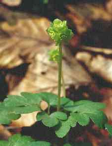 Adoxa moschatellina