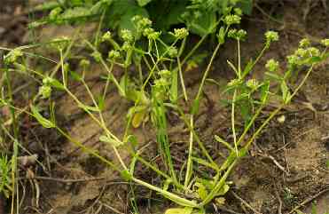 Valeriana dioica