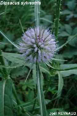 Scabiosa ochroeuca