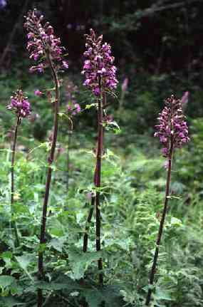 Lactuca viminea