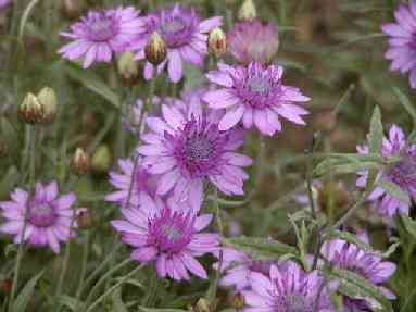 Echinops ritro