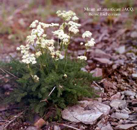 Meum athamanthicum