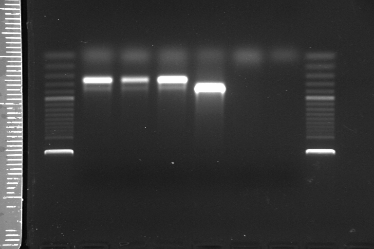 dntps, 1,5 mm MgCl 2, do 25 µl bylo doplněno vodou.