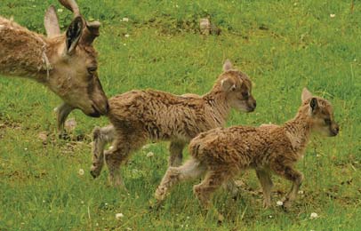 Koza šrouborohá je vysokohorským druhem divokých koz rozšířeným v pohořích Střední Asie. Na většině území je ohrožená a její stavy se odhadují na pouhé dva až čtyři tisíce kusů.