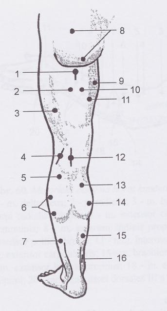 Příloha č. 3: Motorické body na přední straně stehna (Capko, 1998, s. 197) 1 n. femoralis; 2 n. obturatorius; 3 m. pectineus; 4 m. adductor magnus; 5 m. adductor longus; 6 m. rectus femoris; 7 m.