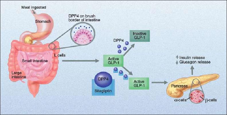 Inkretinová léčba Gliptiny - inhibitory DPP4 Sitagliptin Vildagliptin Saxagliptin Alogliptin Linagliptin