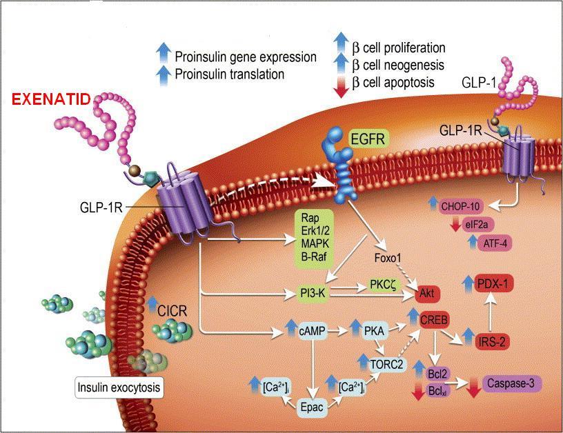 Inkretinová léčba GLP 1 je odbouráván DPP 4 Zpomalení katabolizmu inhibitory DPP 4 sitagliptin