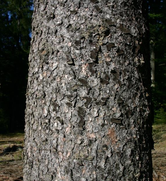 Bioindikátory, jejich výhody a k čemu se využívají Reakce přímo v ekosystému, dostupnost, specifická reakce, přepočet na absolutní