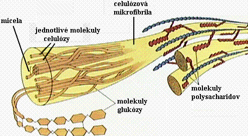 CELULÓZA ZÁSTUPCI POLYSACHARIDŮ Je nejrozšířenějším polysacharidem v přírodě. U rostlin je stavebním materiálem buněčných stěn. V potravě tvoří tzv.