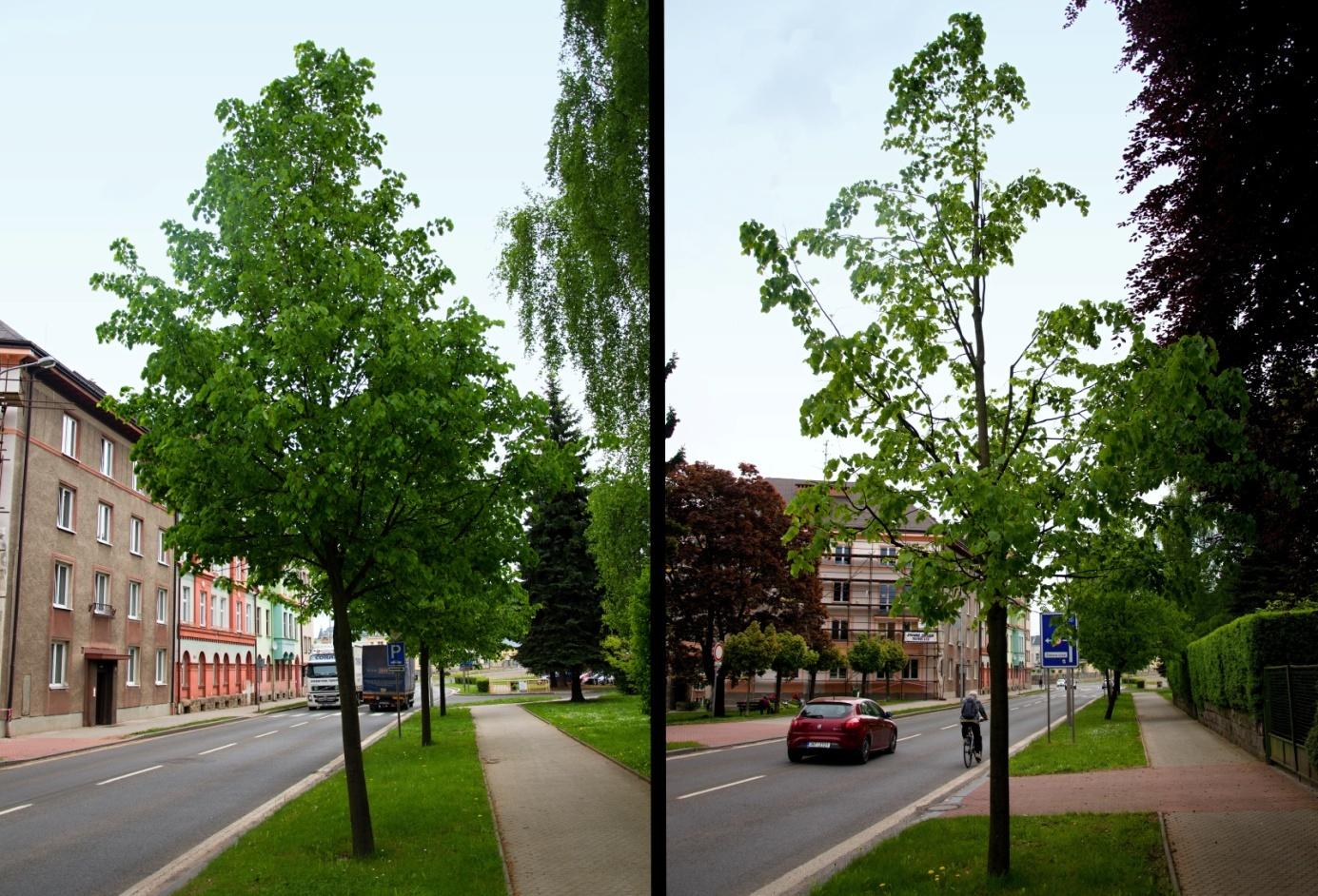 Obr. č. 3 Výchovný řez před realizací a po realizaci (foto autor) 3.2.2 Řezy udržovací Účelem udržovacích řezů je péče o vzrostlé (dospívající a dospělé) stromy.