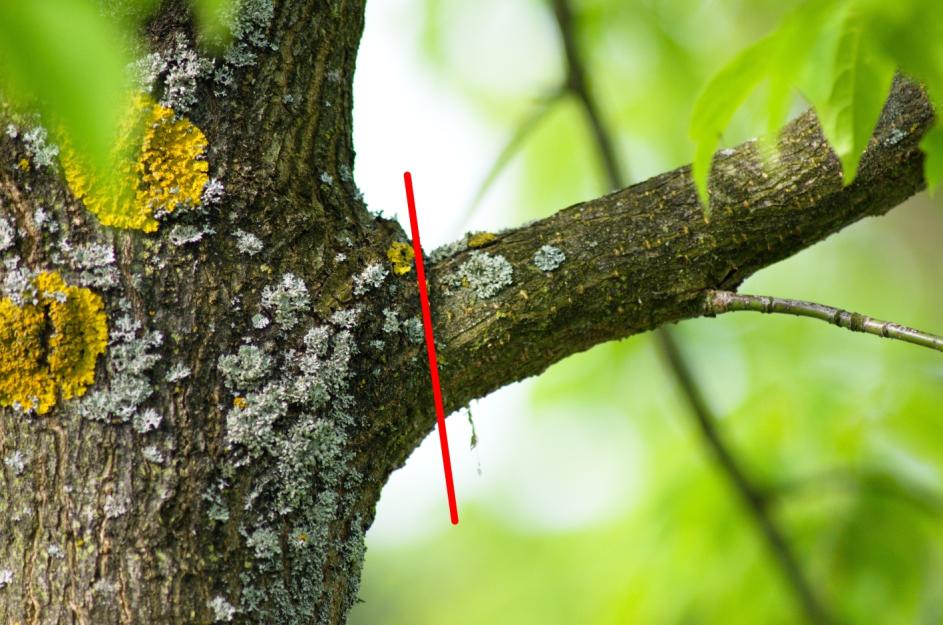 Dalším typem špatně provedeného řezu je tzv. věšák. Řez je veden příliš daleko od větevního límečku a na mateřské větvi či kmenu poté zůstává pahýl.