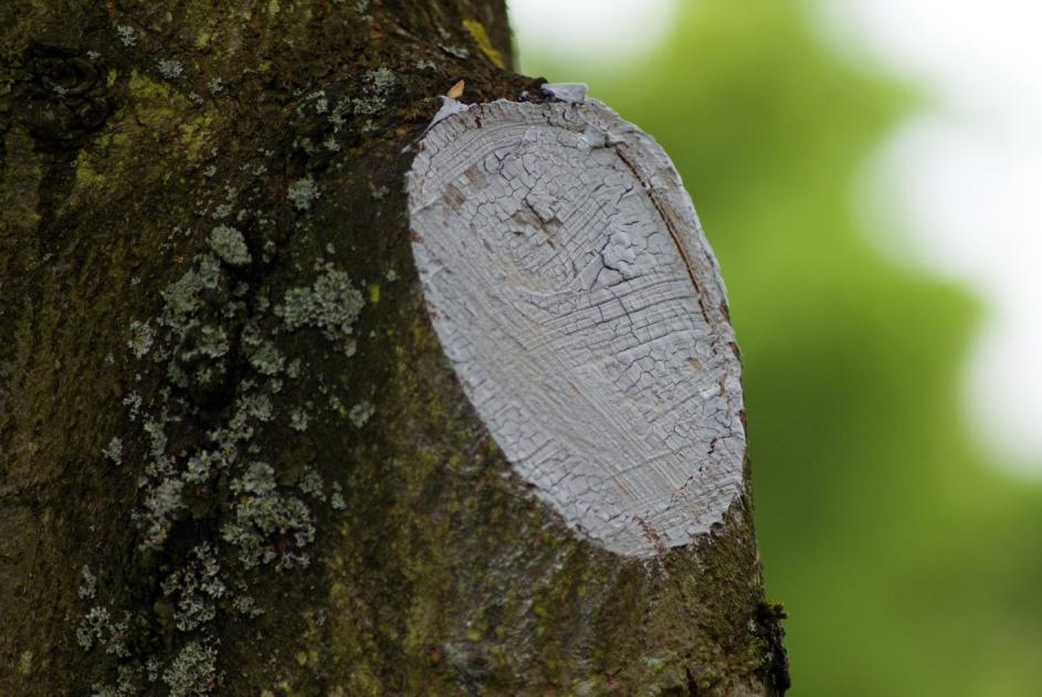 3.3.4 Ošetření řezných ran V současné době panuje mezi arboristickou veřejností názor, že vzniklé řezné rány nezatíráme.