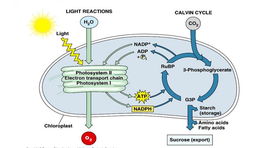 28 U vyšších rostliny se pigmenty nachází na vnitřních membránách speciálních organel označovaných jako chloroplasty 2) FOTOSYNTETICKY ÚČINNÉ SVĚTLO Ze slunečního záření dopadajícího na povrch Země