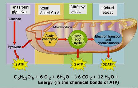 31 AEROBNÍ GLYKOLÝZA... INTENZITA DÝCHÁNÍ........... FOTORESPIRACE Děj, při kterém je přijímán O 2 a vydechován CO 2, ale který probíhá v buněčných chloroplastech.