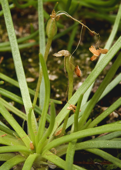 Popis druhu Pobřežnice jednokvětá je drobná obojživelná rostlina. Vytváří růžici čárkovitých listů na krátkém stonku a poměrně bohatý kořenový systém.