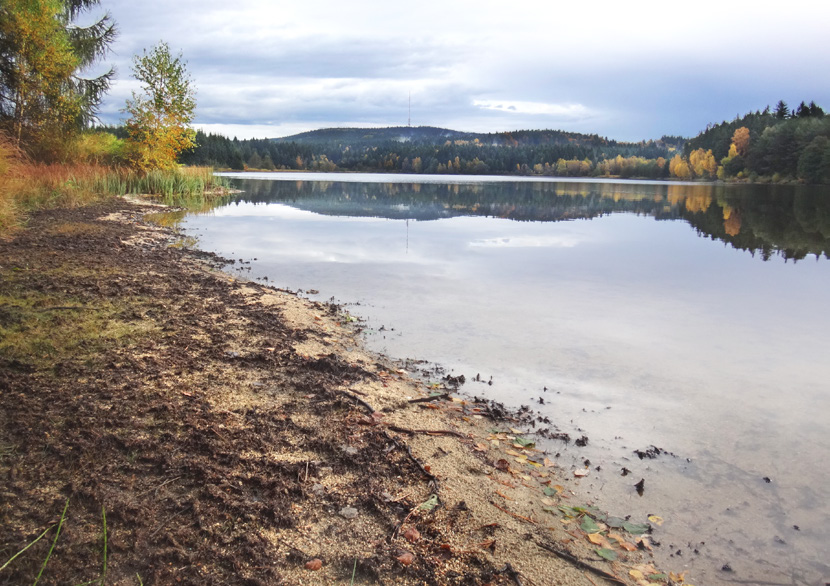 Stanovištní nároky a ekologie druhu Porosty pobřežnice mohou u nás zasahovat až do hloubky 2 m. Častěji se však vyskytuje pouze při pobřeží, v hloubce 40 až 60 cm.