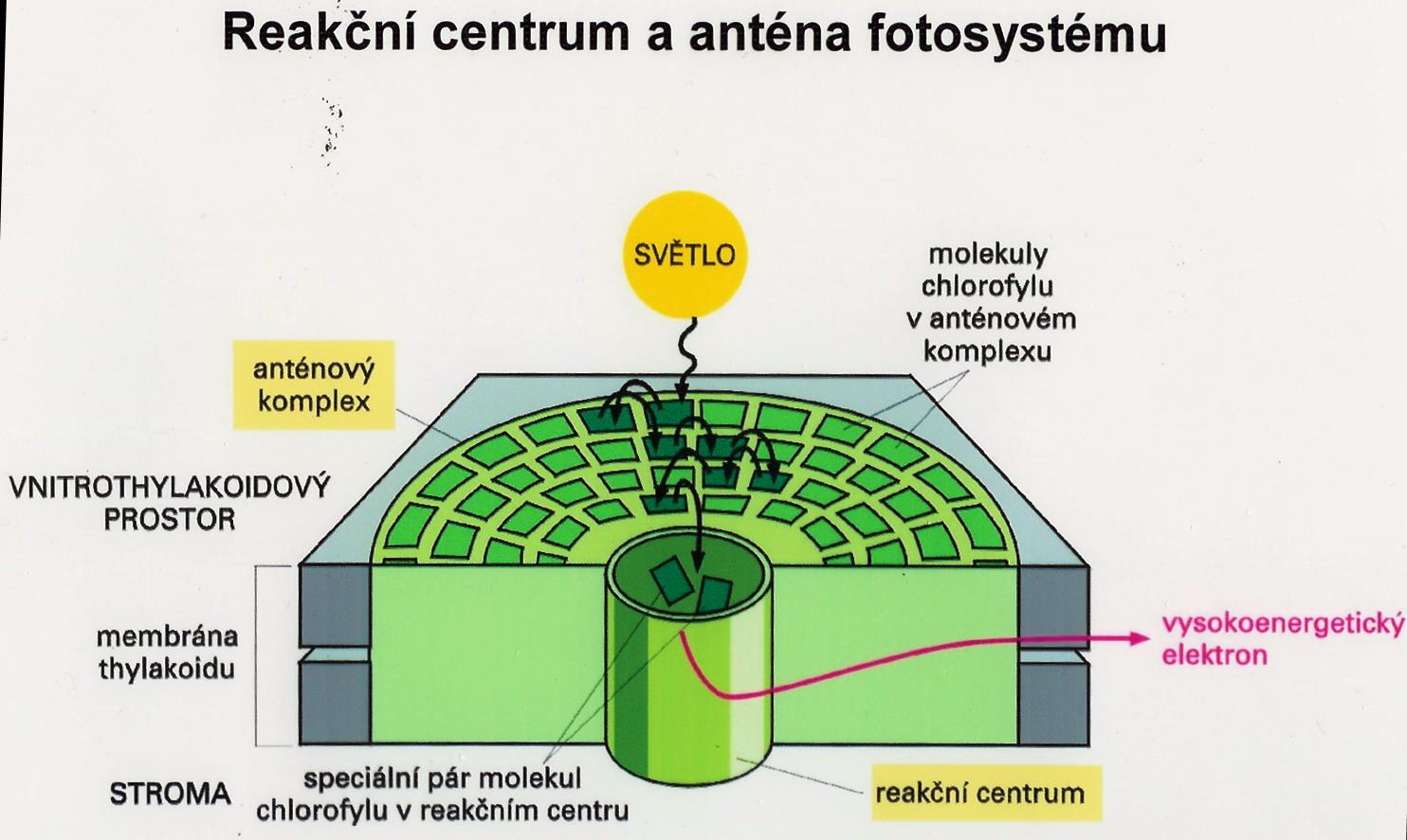 -některé molekuly ch. (menší část) součástí tzv. reakčního centra fotochemické funkce -další ch.