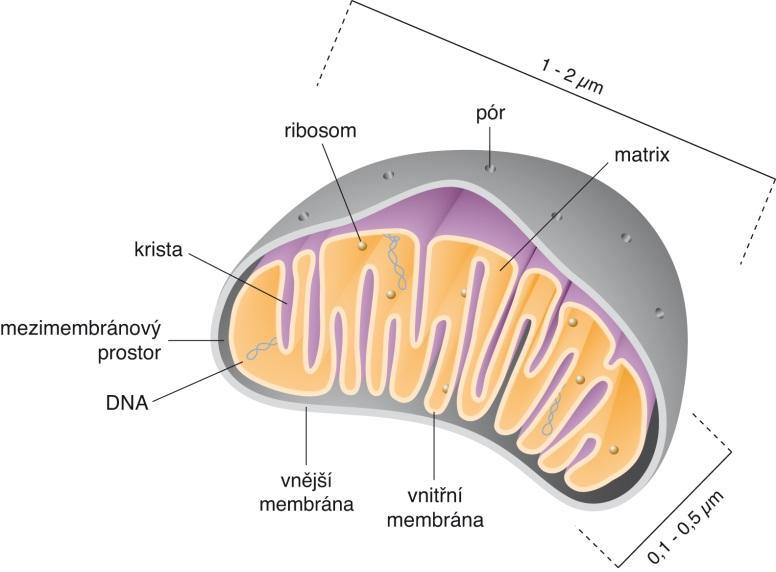 Oxidativní fosforylace probíhá