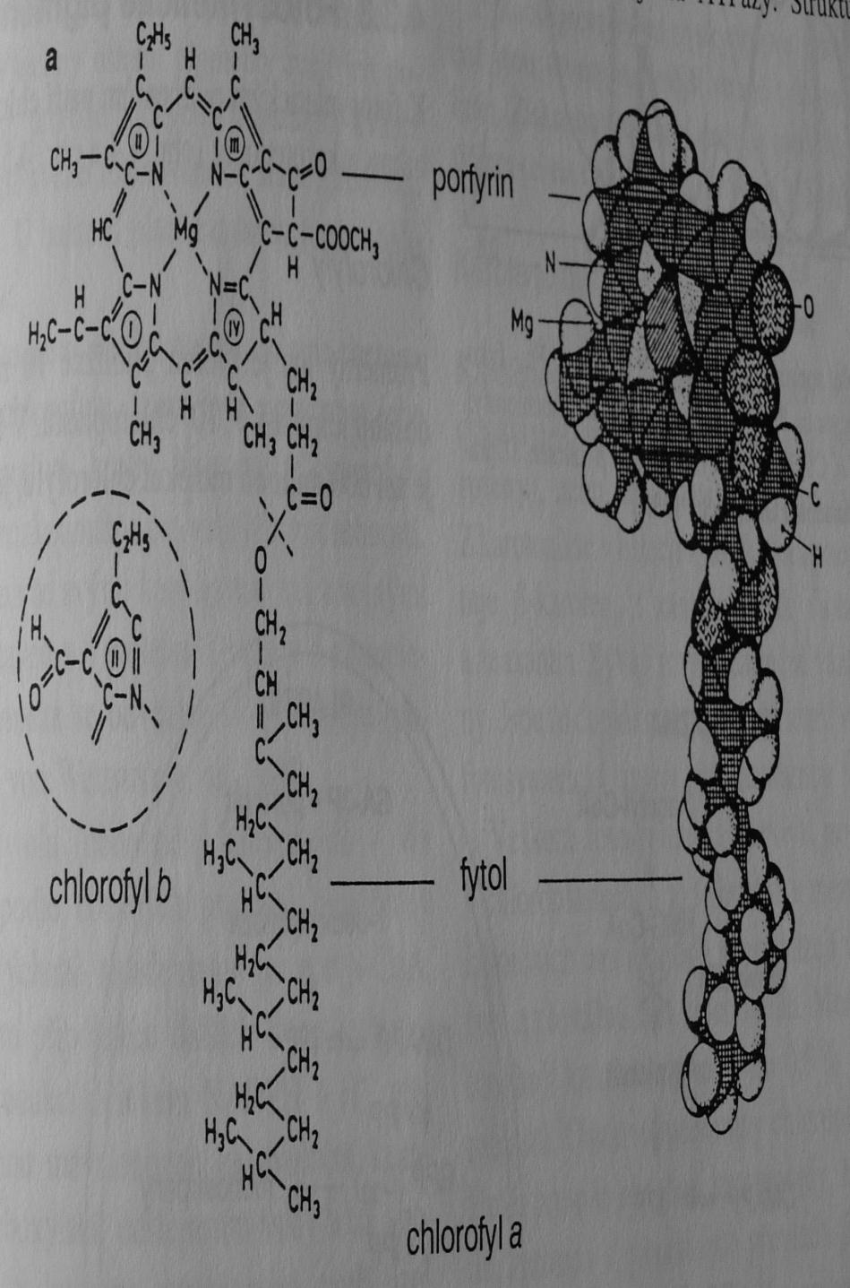 Fotosyntéza Fotosyntetické pigmenty chlorofyly fykobiliny karotenoidy průměrný list (vanwettstein et al.: Plant Cell 7: 1039, 1995) 70 mil.