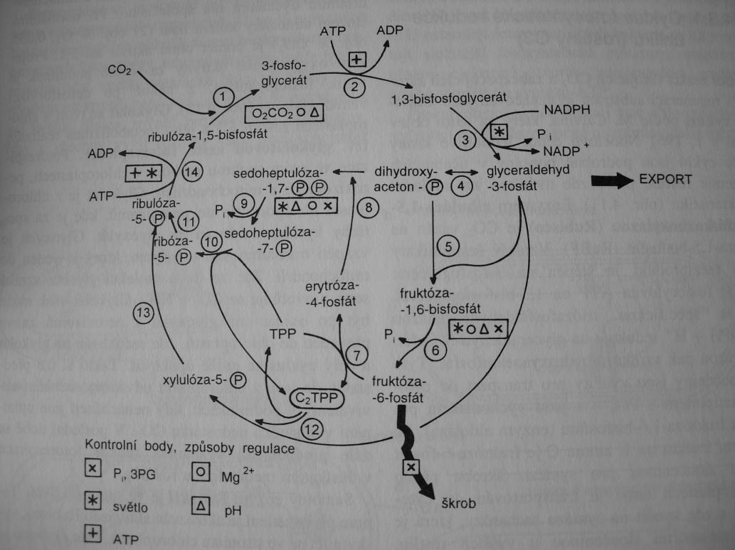 FIXACE CO 2 C 3 rostliny Calvinův cyklus (1961) fixace CO2 + regenerace primárního akceptoru RuBP + CO 2 + Rubisco 3-fosfoglycerát 1.
