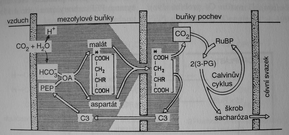 FIXACE CO 2 C 4 rostliny prostorově rozlišená fixace probíhá 2x cytoplazma mezofylových buněk (1) buňky pochev cévního svazku (2) ad (1) karbonik anhydráza: CO 2 HCO 3 - HCO 3 - + fosfoenolpyruvát