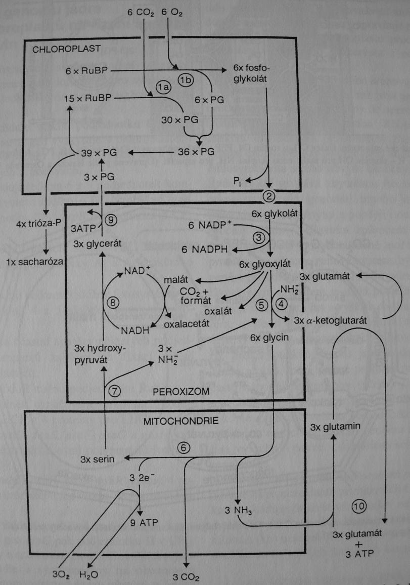 FOTORESPIRACE (glykolátová cesta) spotřeba O 2 a uvolnění CO 2 na světle Rubisco karboxylázová/ oxygenázová aktivita O 2 + RuBP + Rubisco fosfoglykolát glykolát (defosforylace) probíhá na 3 úrovních