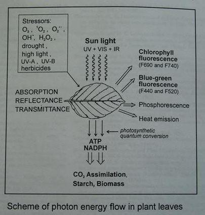 Stress Concept in Plants Prof. H.K.