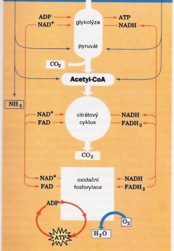 Katabolismus proteiny I.