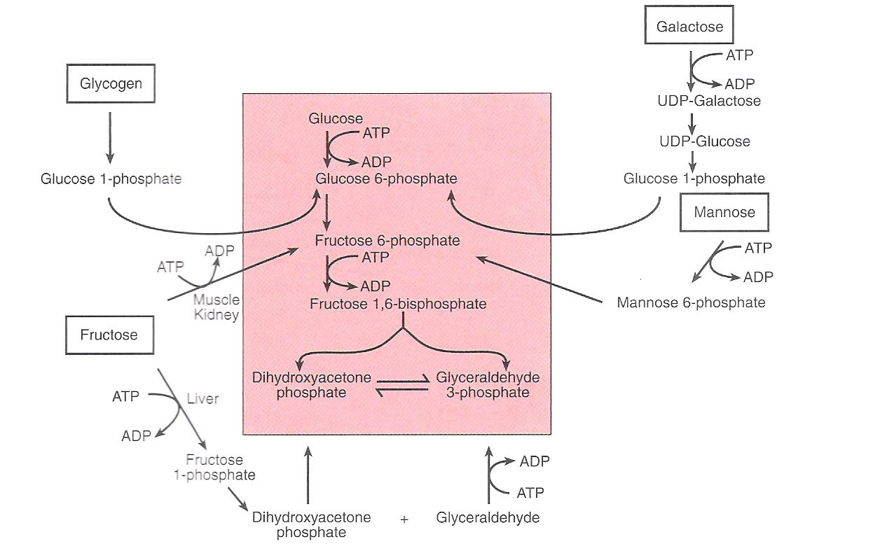 Katabolismus ostatních sacharidů