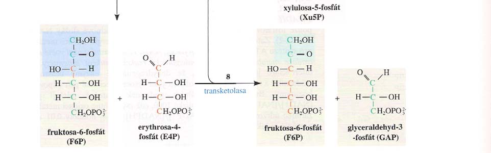 Pentosový cyklus Sumárně: