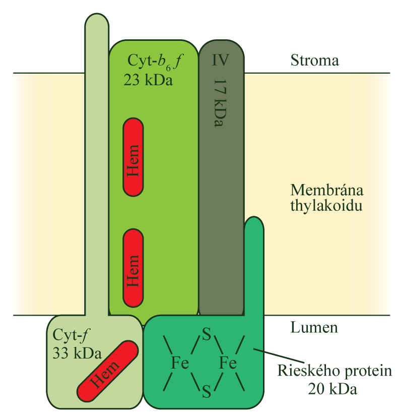 YTOROM b 6 /f komplex bílkovin prostupujících přes membránu (podobný komplexu III v mitochondriálním respiračním řetězci)