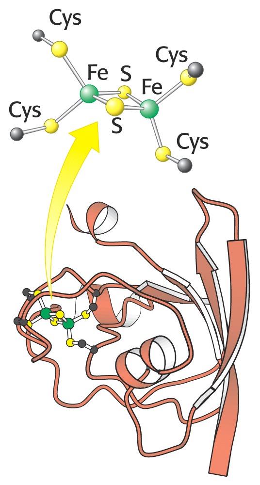 Ferredoxin-NADP reduktasa Fotosystém I využívá světelnou energii k tvorbě redukovaného ferredoxinu