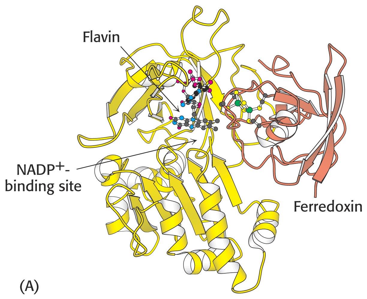 Struktura ferredoxin-nadp + reduktasy