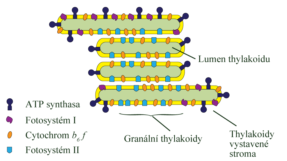 Lokalizace supramolekulárních komplexů Membrána - thylakoidy: stěsnaná (vrstvená) - PSII v membráně thylakoidů