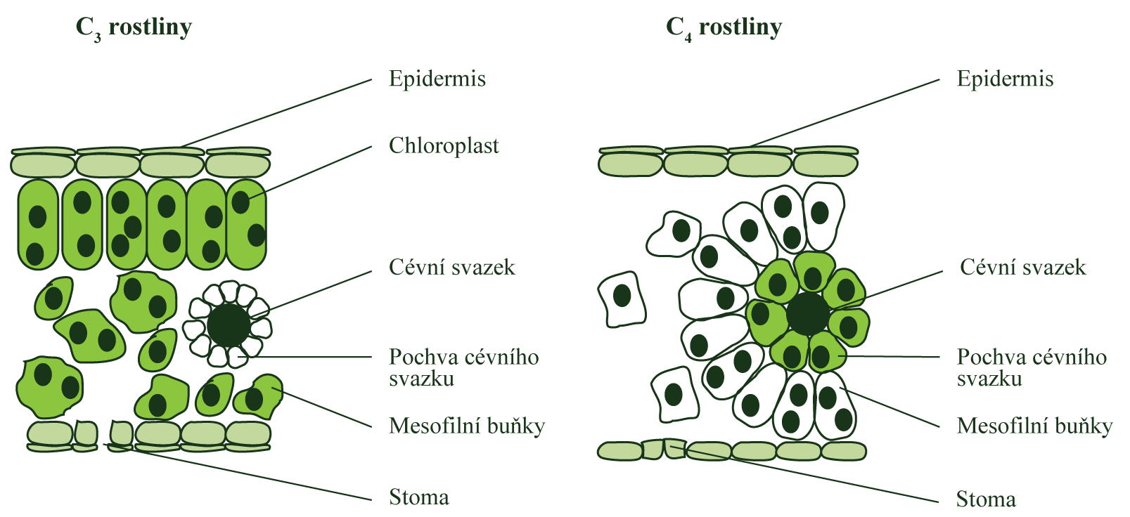 3 a 4 ROSTLINY fixace O2 3 rostliny: fixace O 2 v prvním kroku enzymem Rubisco ve stromatu chloroplastů ve formě 3-fosfoglycerátu (3 sloučeniny) 4 rostliny: fixace O 2 v prvním kroku ve formě