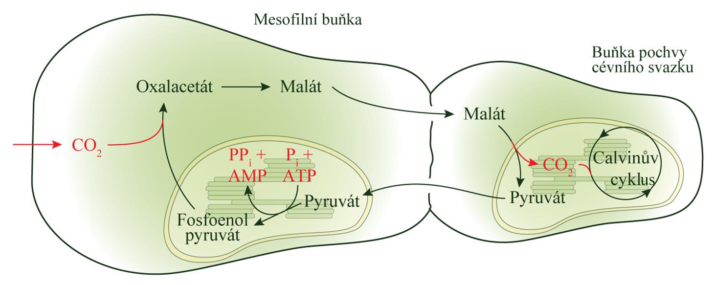 Rostliny 4 Mezofylové buňky Rychlá fixace O 2 při nízkých koncentracích v mezofylu
